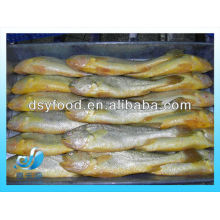 FROZEN LARGE YELLOW CROAKER FISH(SEAFOOD)